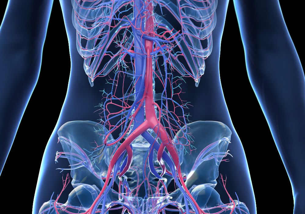 Colori di vene e arterie